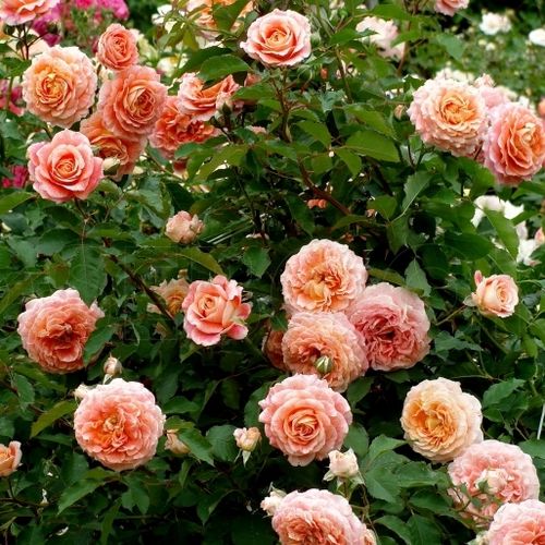 Rosa de fragancia intensa - Rosa - Jef l'Artiste - 